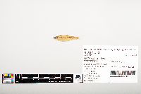 Notropis wickliffi image