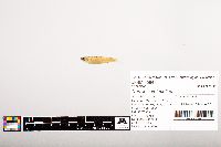 Notropis volucellus image