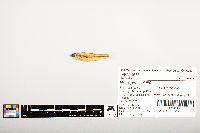 Notropis wickliffi image