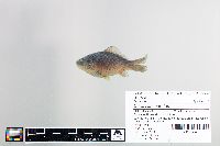 Carassius auratus image