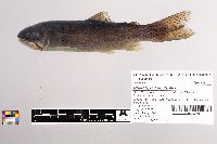 Oncorhynchus mykiss image