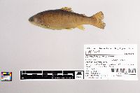 Oncorhynchus mykiss image