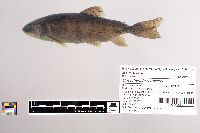 Oncorhynchus mykiss image