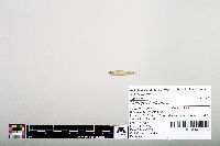Notropis hudsonius image