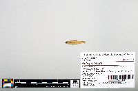Notropis boops image