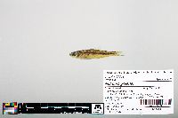 Notropis greenei image