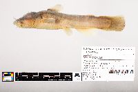 Noturus flavus image