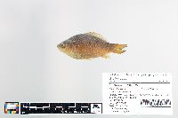 Carassius auratus image