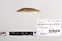 Esox niger image