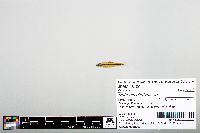 Notropis chalybaeus image