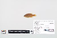 Lepomis cyanellus image