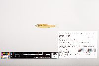 Notropis volucellus image