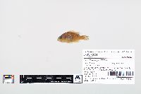 Lepomis cyanellus image