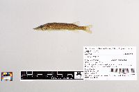 Esox niger image