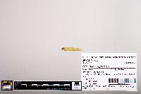 Notropis longirostris image