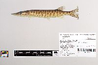 Esox masquinongy image