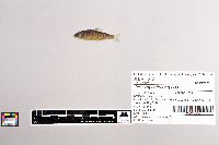 Oncorhynchus mykiss image