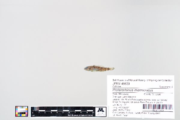 Proterorhinus image