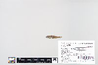 Image of Proterorhinus marmoratus
