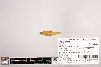 Notropis stramineus image