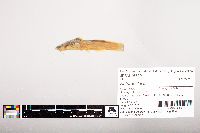 Noturus flavus image