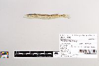 Esox masquinongy image