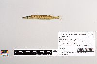 Esox masquinongy image