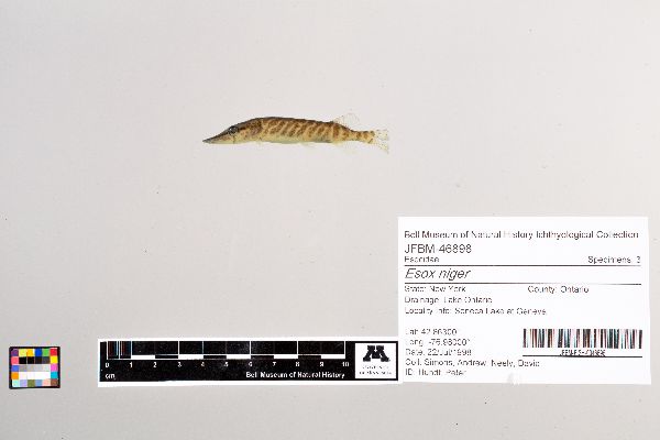 Esox niger image