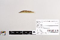 Image of Esox niger