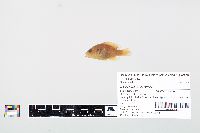 Lepomis cyanellus image