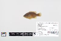 Lepomis cyanellus image