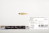 Notropis wickliffi image