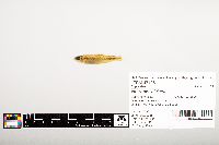 Notropis wickliffi image