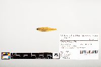 Notropis wickliffi image