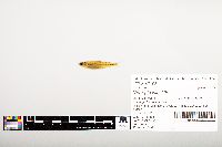 Notropis wickliffi image