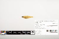 Notropis wickliffi image