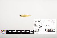 Notropis wickliffi image