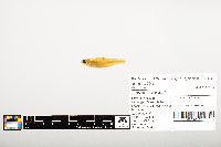 Notropis wickliffi image