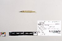 Esox masquinongy image