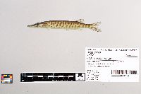 Esox masquinongy image