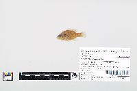 Lepomis cyanellus image