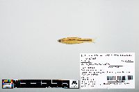Notropis atherinoides image