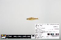 Notropis boops image