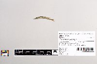 Esox masquinongy image