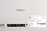 Esox masquinongy image