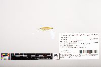 Notropis volucellus image