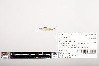 Notropis volucellus image