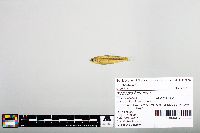 Notropis blennius image