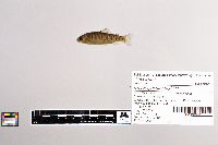 Oncorhynchus mykiss image