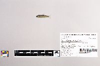 Oncorhynchus mykiss image